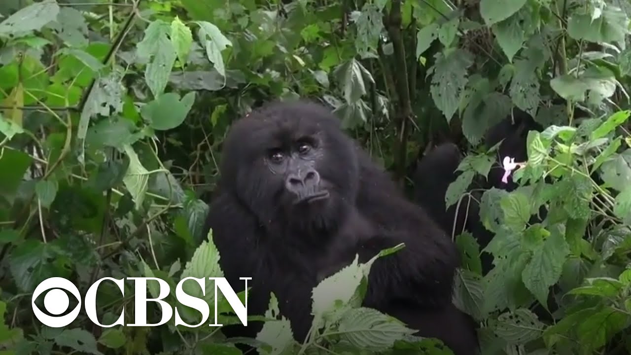 Study exposes impact civil war and conflict have on wildlife