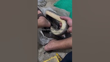 Cận Cảnh Rắn Ráo Trâu Loài Rắn Không Có Nọc Độc #ranrao #snake