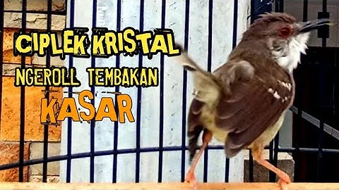 Masteran Prenjak Vs Ciblek Gacor dor Brem Rapat Tanpa Jeda
