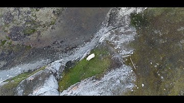 Spotting Polar Bear via Drone Flight in Svalbard Norway