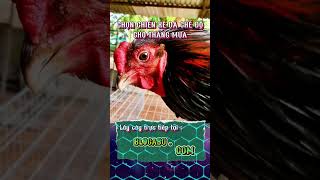CHỌN VÀ NUÔI GÀ THÁNG MƯA #c1 #c2 #c3 #shortvideo #gadamientay #short #xuhuongyoutube