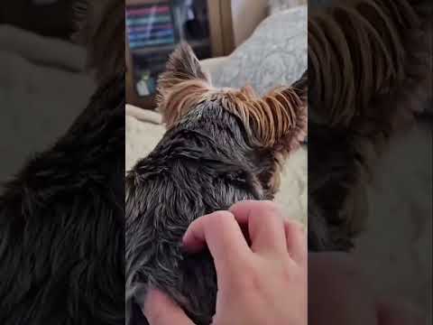 Yorkie get that mouse 🐁