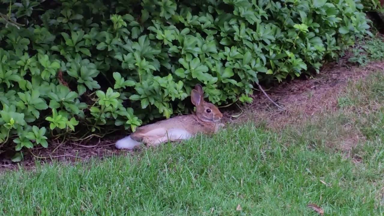 The lazy bunny YouTube