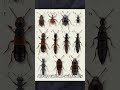 This Beetle tricks an entire ant colony #socialhacks