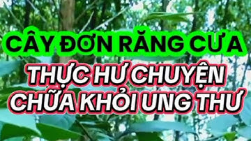 CHỮA KHỎI UNG THƯ BẲNG CÂY ĐƠN RĂNG CƯA ĐƯỢC KHÔNG?