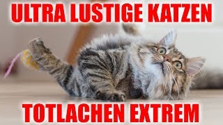 Lustige Katzen Videos zum TOTLACHEN EXTREM 😂