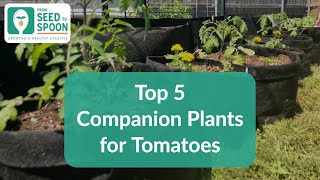 🌱 Tomatoes: 5 Companion Plants to Repel Pests & Grow More Tomatoes 🍅