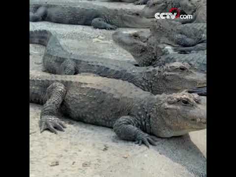 Китайские аллигаторы греются на солнце