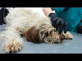 ABANDONED AND NEGLECTED LAGOTTO PUPPY *Shaved and rescued*