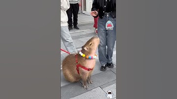 Tại sao Capybara lại được yêu thích đến vậy?