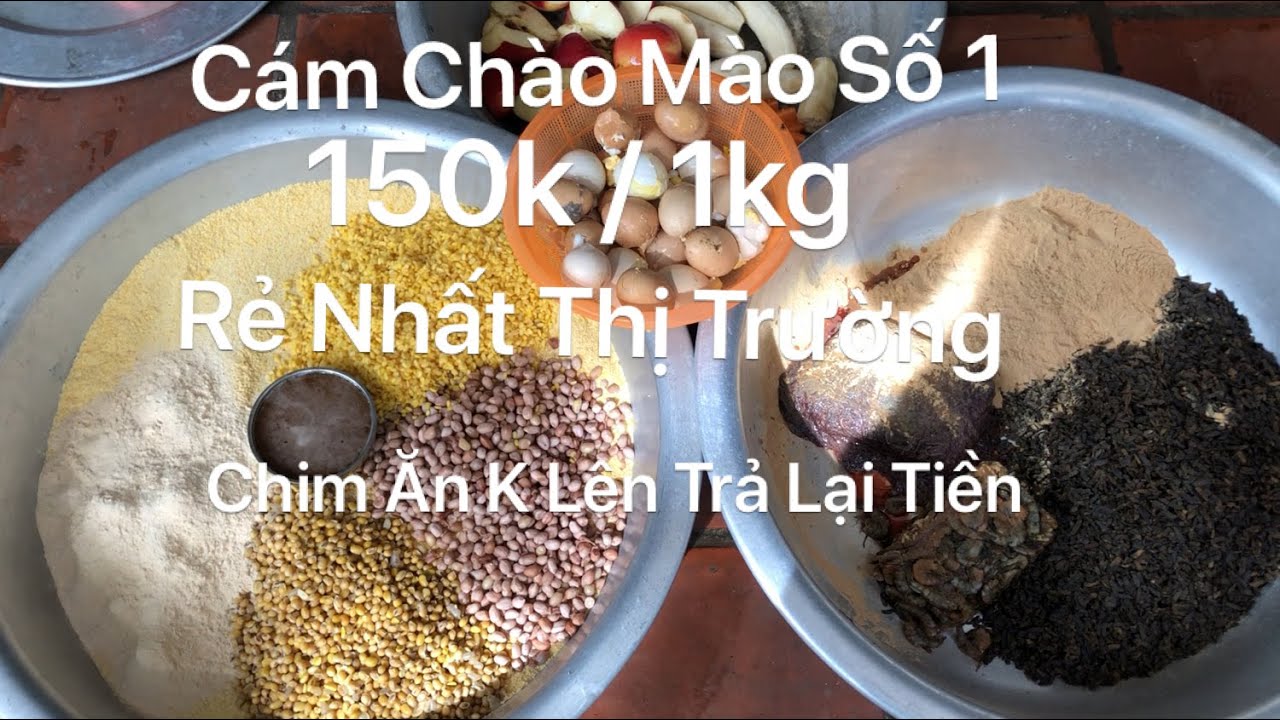 Toàn Bộ Quá Trình Làm Cám Chào Mào Số 1 Chỉ 150k Một Kg Đảm Bảo Rẻ Nhất Thị Trường - Tôm Ferrari