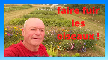 Comment faire peur aux oiseaux dans les champs