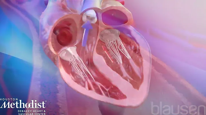 Journey into the Cardiovascular System