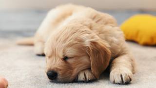The Most Common Puppy Parenting Mistakes And What To Do Instead