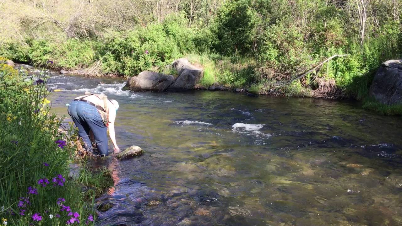 Dry Fly Fishing Montana Creeks 219 YouTube
