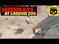 Meerkats at London Zoo (VR180 - 3D)