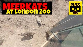 Meerkats at London Zoo (VR180 - 3D)