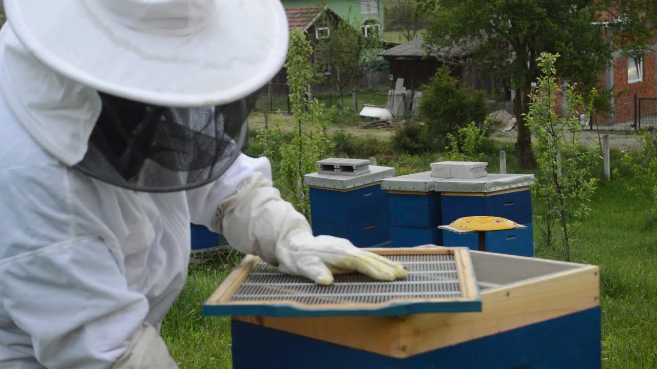 PČELARSTVO   PRIPREME ZA PAŠU   DODAVANJE MATIČNE REŠETKE