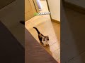 Cute Kitten's First Day in a New Home! 🥺