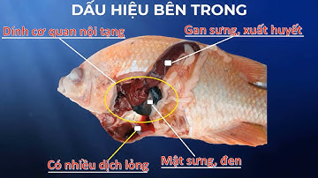 Giải pháp phòng trị bệnh liên cầu khuẩn Streptococcus sp trên cá điêu hồng và rô phi.