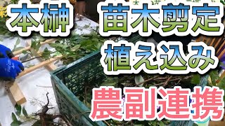 【農福連携】本榊苗木の剪定から植え込み