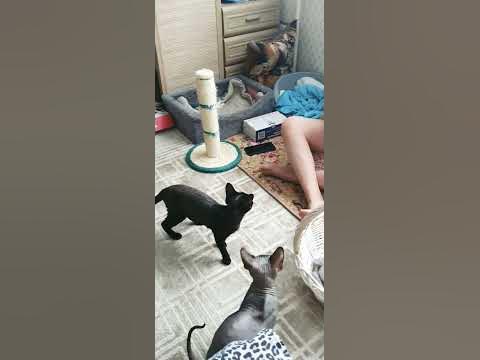 Кото пес 🤣🤣🤣🤣🤣 - YouTube