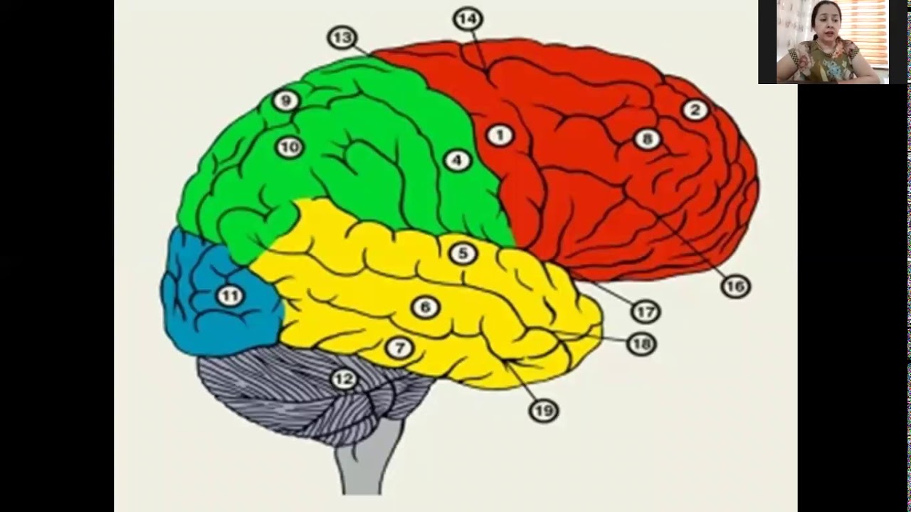 Две коры головного мозга. Доли конечного мозга анатомия. Конечный мозг строение. Доли полушарий конечного мозга.