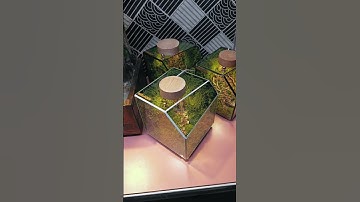 ⭐ FOREST VIBE 12 - Terrarium Hệ Sinh Thái Rêu Bảo Quản 12 CM #terrarium #nedaqua