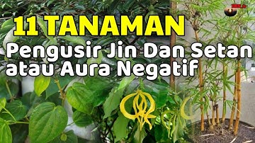 Merinding ! 11 Tanaman Hias Pengusir Jin dan Setan, Tanaman Hias Pengusir Aura Negatif