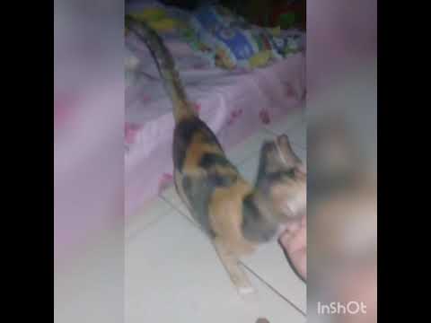 Count On Me Versi Kucing