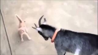 Котенок и коза смешные животные Прикол юмор ржака смешное видео = Котенок и коза смешные животные Прикол юмор ржака смешное видео =