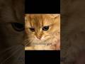 Be careful of Lulu or she will bite D: #cat #kitten #catmemes #kittenmemes
