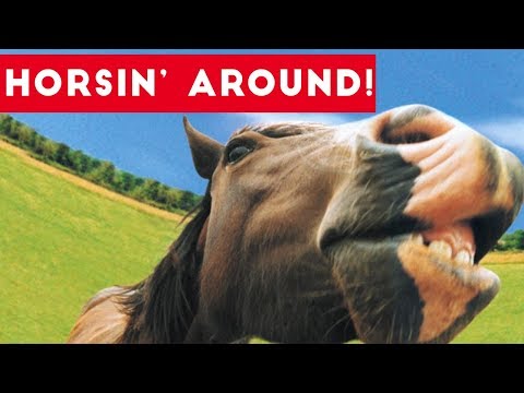 top-funniest-horse-videos-of-2017-weekly-compilation-|-funny-pet-videos