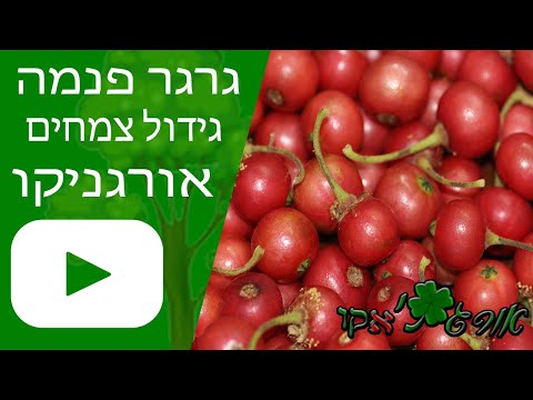 וִידֵאוֹ: גוסמניה - קרובי משפחה לאננס