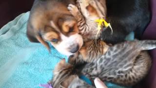 Bébé Beagle de 6 semaines s'occupant de chaton de 3 semaines