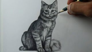 Como desenhar um Gato PASSO A PASSO - narrado 