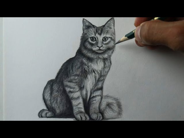 COMO DESENHAR UM GATO SIAMÊS 