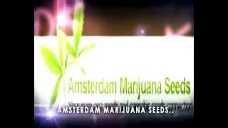 Marijuana