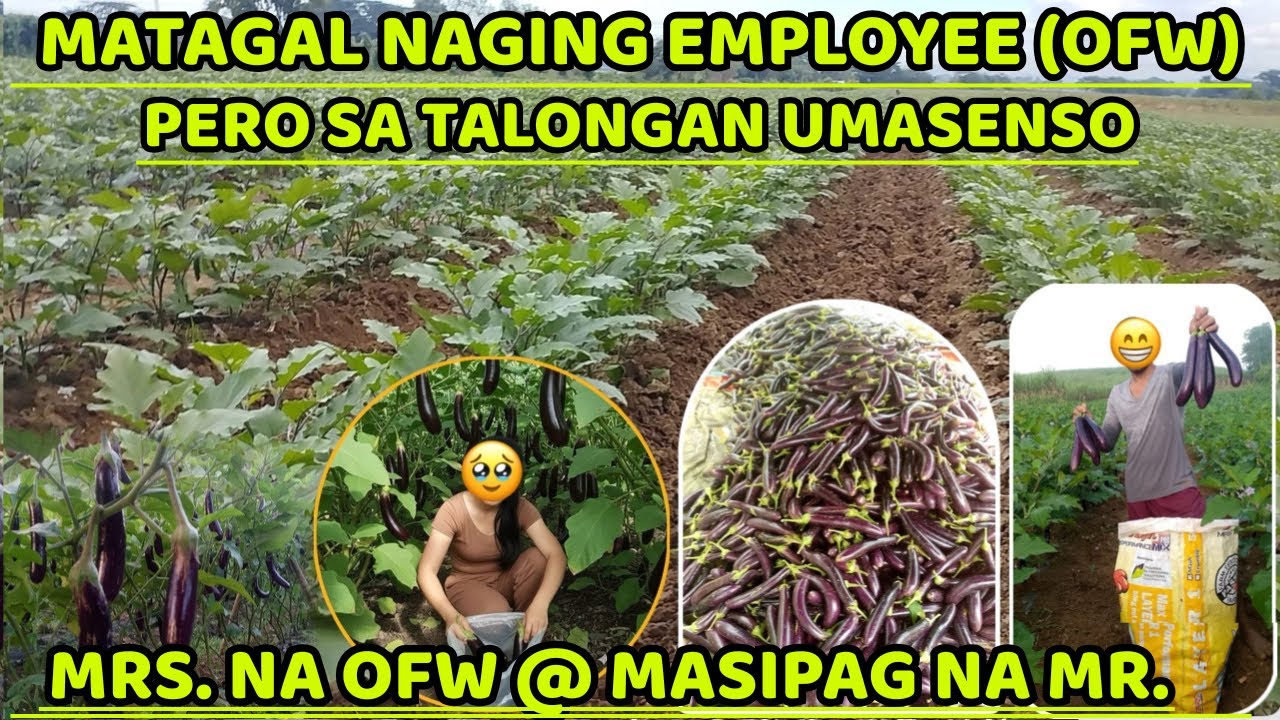 MATAGAL NAGING EMPLOYEE (OFW) PERO SA TALONG FARM UMASENSO - MRS. NA OFW + MR. NA MASIPAG SA FARM