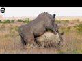 Interesting!!! Close-up Rhinos Doing It | ATP Earth