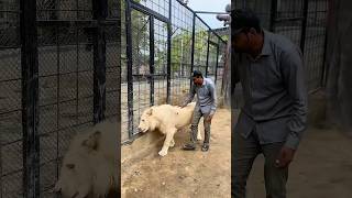 Multi zoo in b17 Islamabad