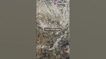 Surprising Source of Earth