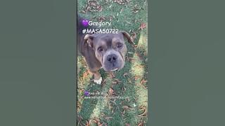 💜Gregory #MASA50722