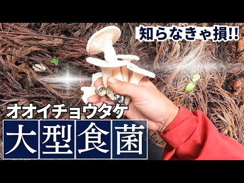 This video of a giant edible mushroom that tastes so good when
