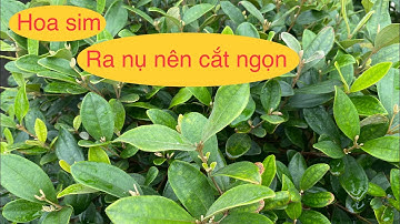 Hoa sim rừng ra nụ có nên cắt ngọn? Cách chăm sóc hoa sim rừng khi chuẩn bị nụ. 0334619977.