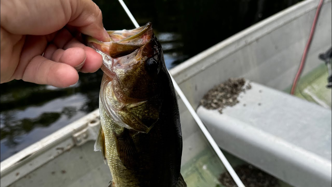 Kayak Bass Fishing Adventure: Catching  Bass from a Kayak! 🎣🐟🎣🐟🎣