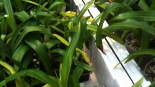 OrchidWeb - Phragmipedium kovachii Watering Technique