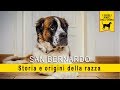 San Bernardo - Storia e origine della razza