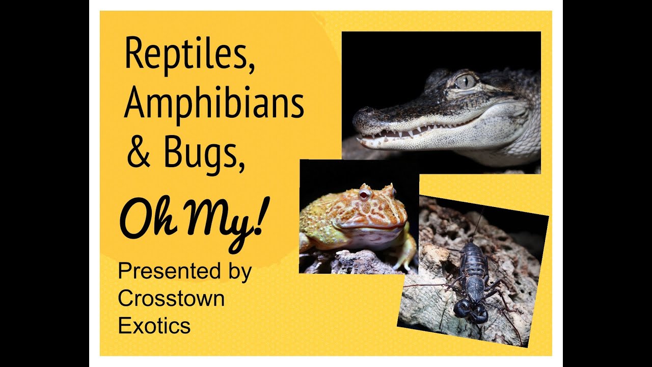 Virtual Reptile Show - YouTube