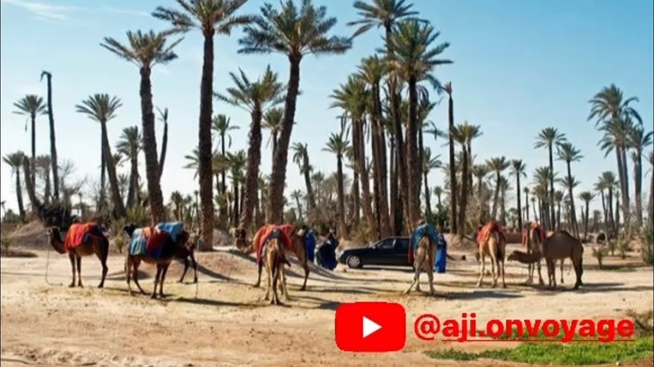 Balade en voiture à la palmeraie de marrakech